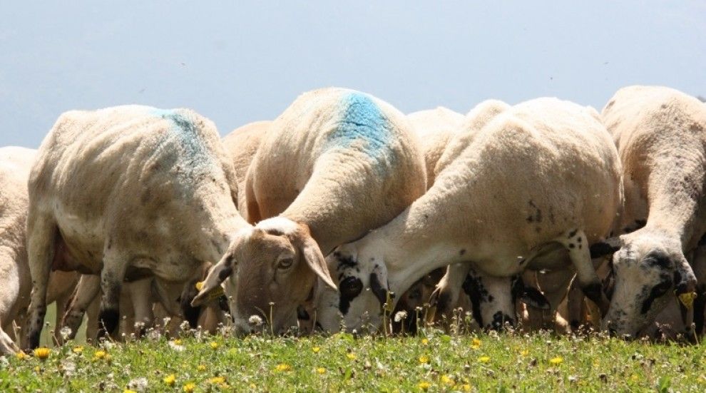 Imatge d'un grup d'ovelles menjant.