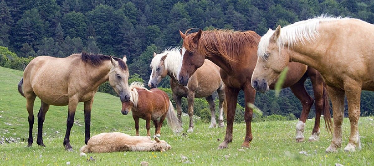 Un grup de cavalls.