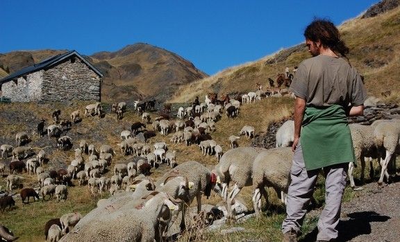 Un pastor amb el ramat.