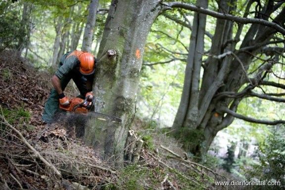 Un home tallant arbres per fer biomassa (arxiu)