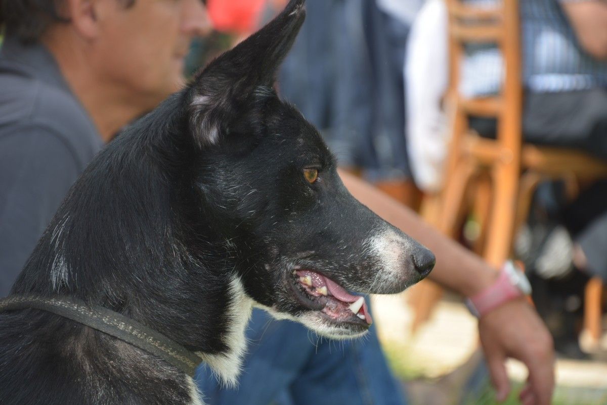 57è Concurs Internacional de Gossos d'Atura de Castellar de n'Hug.