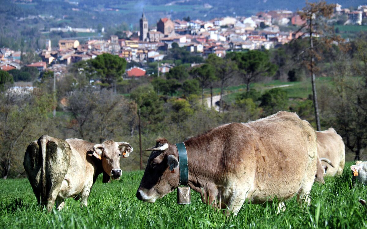Un ramat de vaques de raça bruna dels Pirineus, d'una explotació d'Olvan
