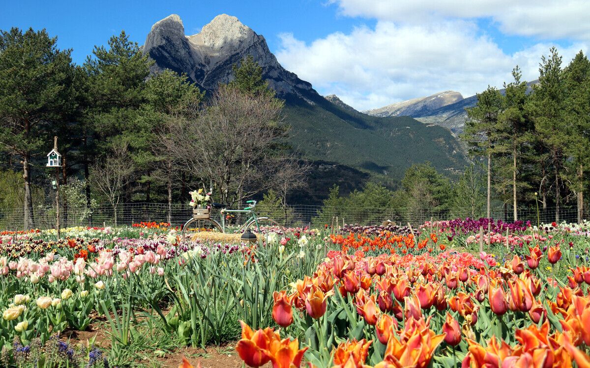 El camp florit de tulipes i, al fons, el Pedraforca