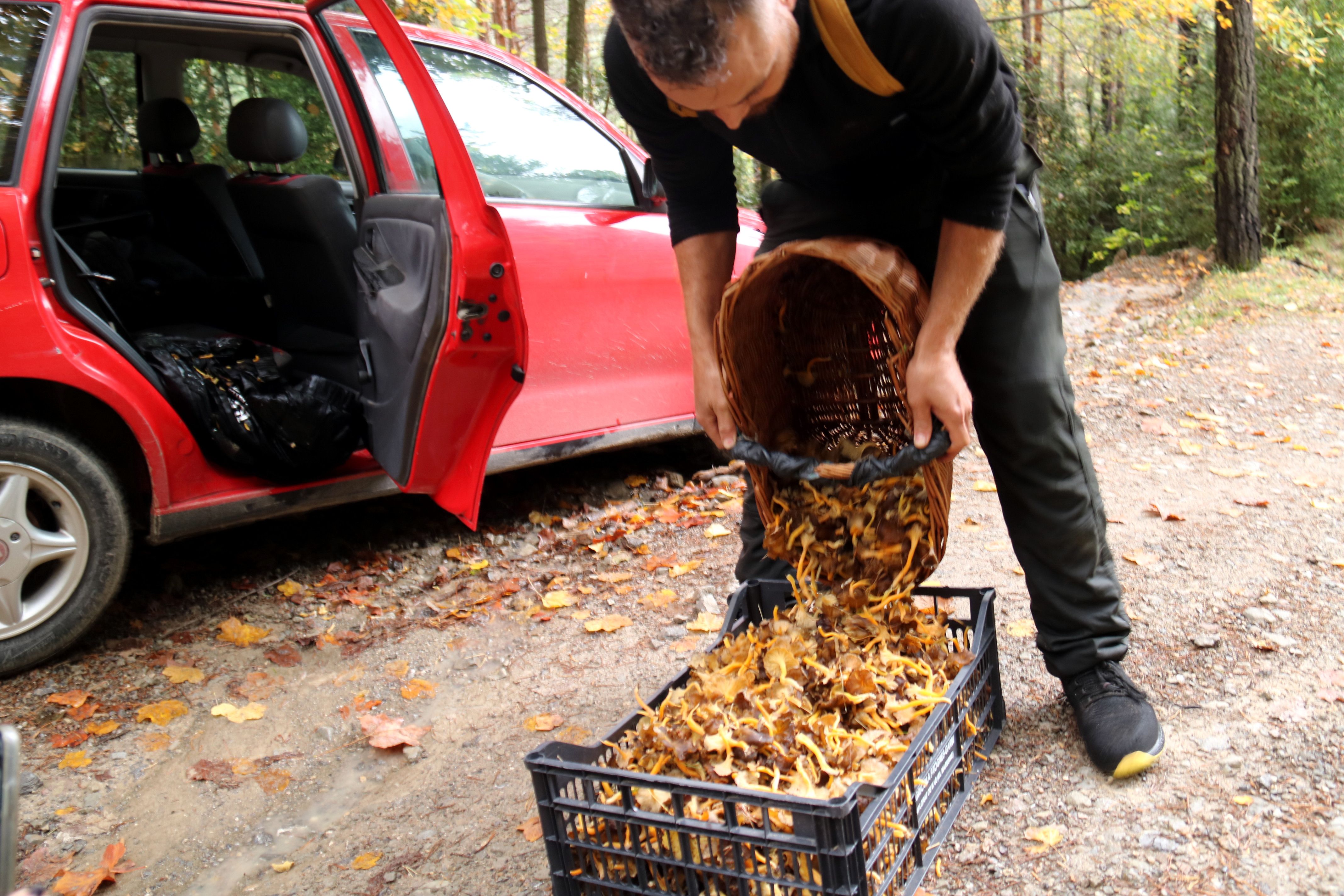 Un cistell de camagrocs collits per un boletaire al Berguedà