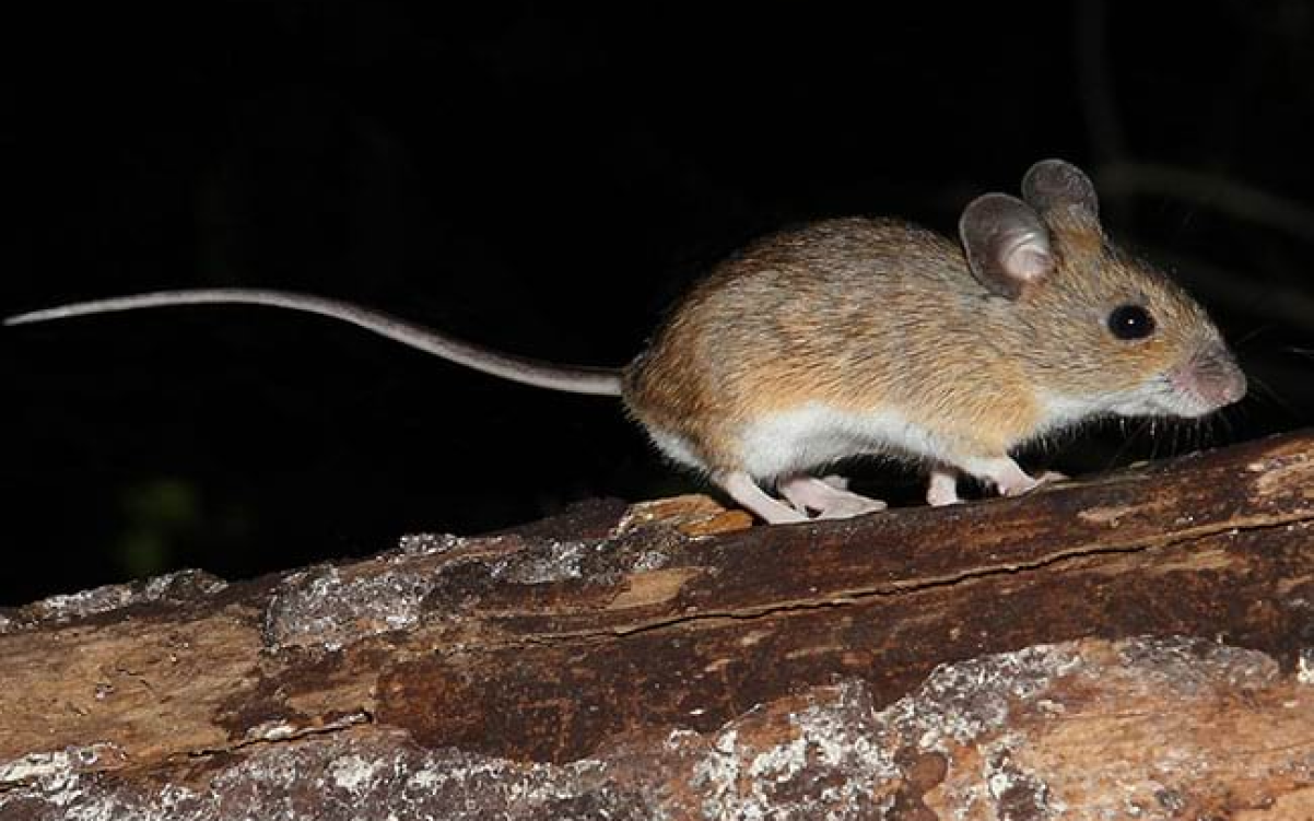 El ratolí de camp pot ser un agent de transmissió d'Hantavirus