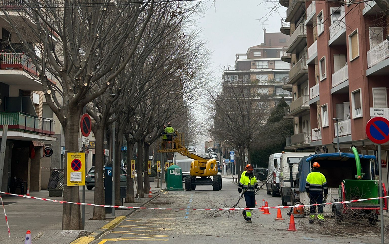 Operaris de la brigada treballant en la poda d'arbrat a la Gran Via