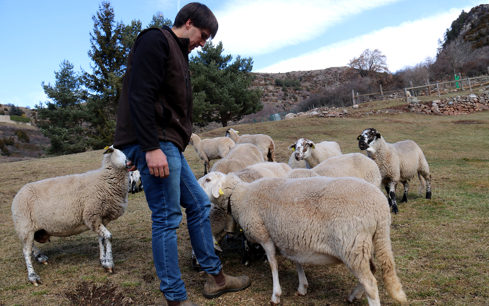 Joan Planella amb el seu ramat d'ovelles, l'únic que queda a Castellar de n'Hug