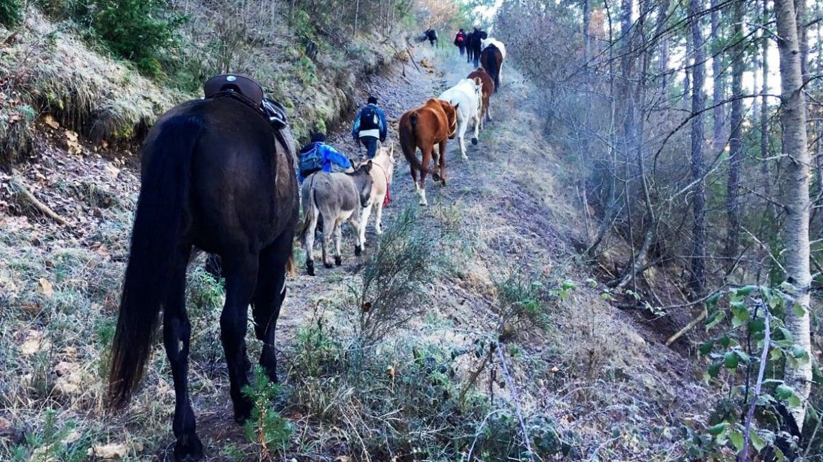 Els cavalls que es traslladaran del Garraf al Pirineu són animals recuperats de maltractaments o l’abandonament.