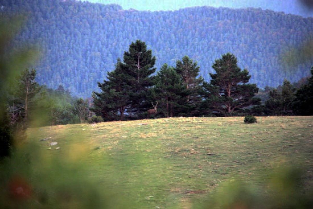 Un cérvol a l'Alt Berguedà.