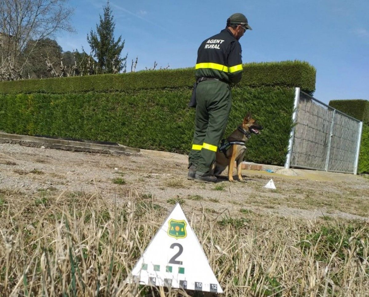 Actuació dels Agents Rurals amb el suport de la gossa Lia, del Grup Especial Caní, en la tasca de detecció.