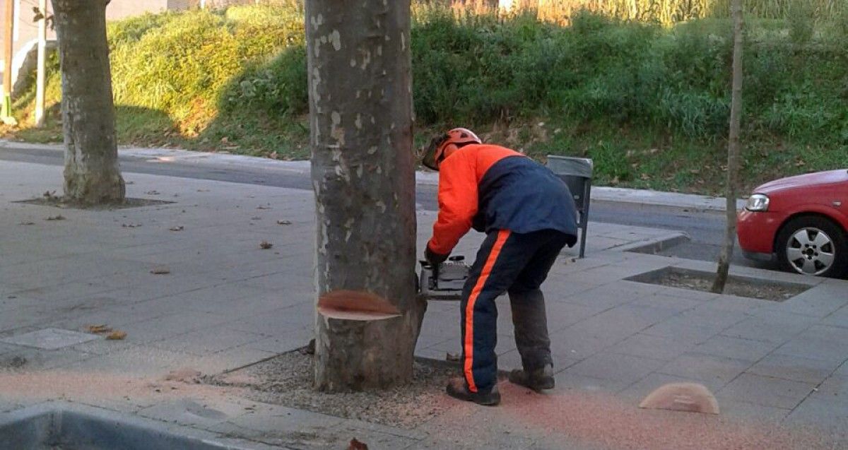 Un operari tallant un dels arbres.