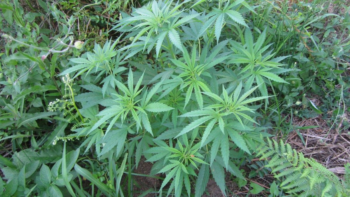 Plantes de marihuana