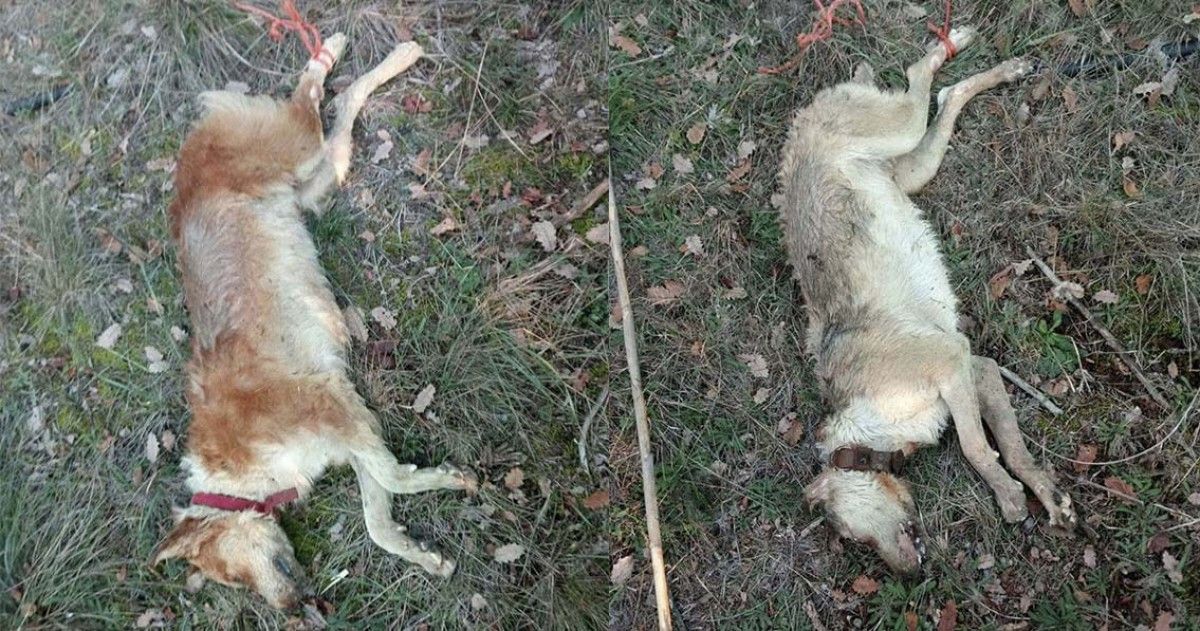 El cos dels dos gossos assassinats.