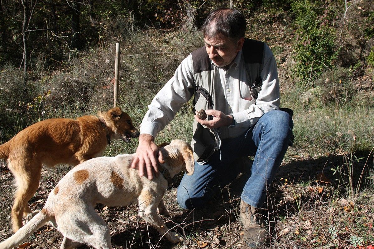 Els gossos del tofonaire Josep Alhama acaben de trobar una de les primeres tòfones.