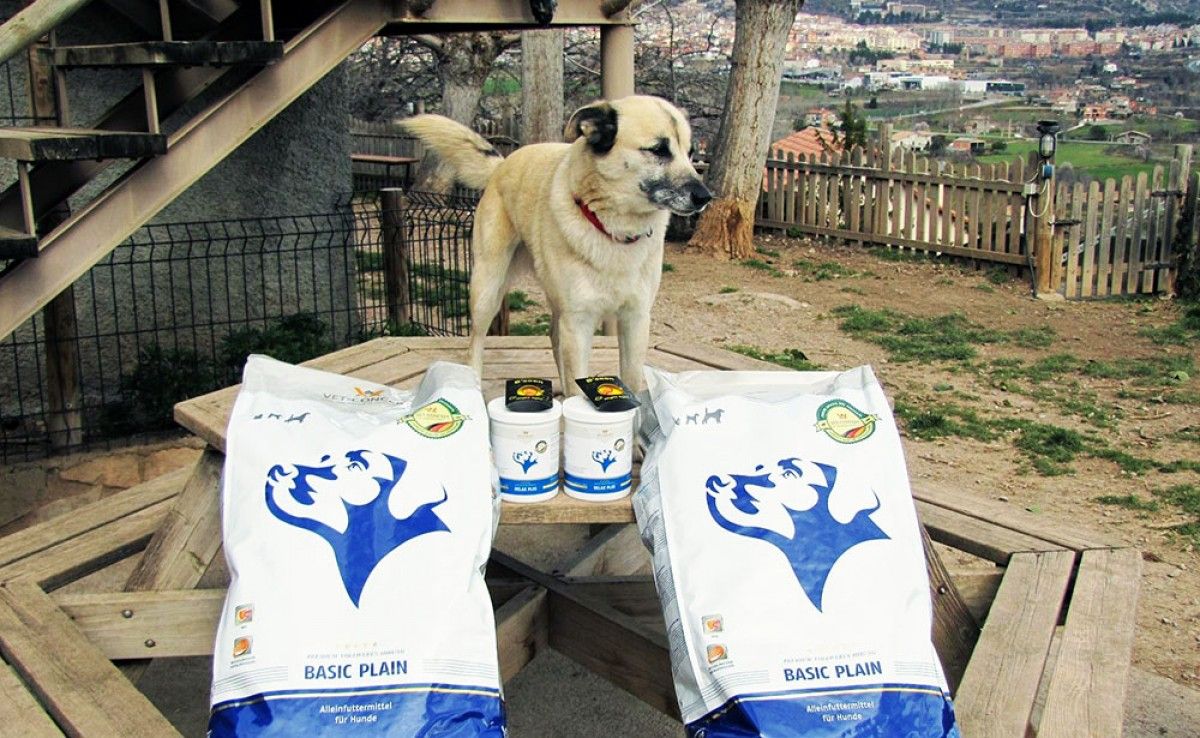 Un dels gossos de la Protectora d'Animals de Berga amb donacions de menjar.