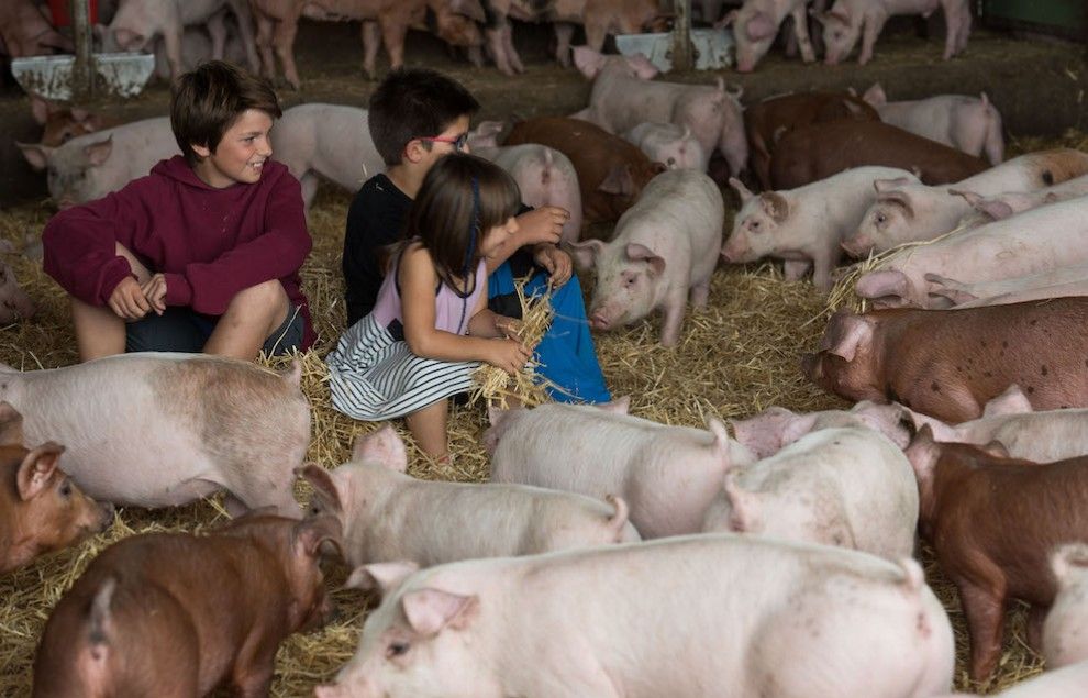 Uns nens visitant una explotació porcina.