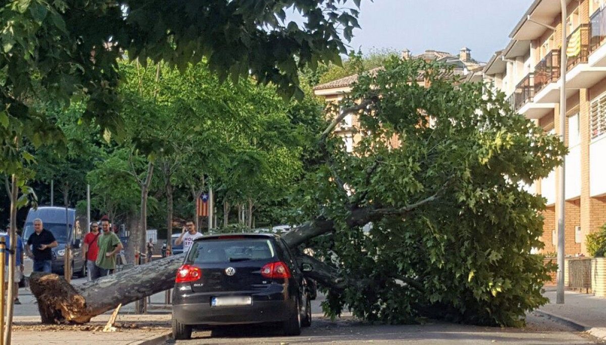 L'arbre caigut sobre del vehicle al passeig dels Abeuradors de Berga. 
