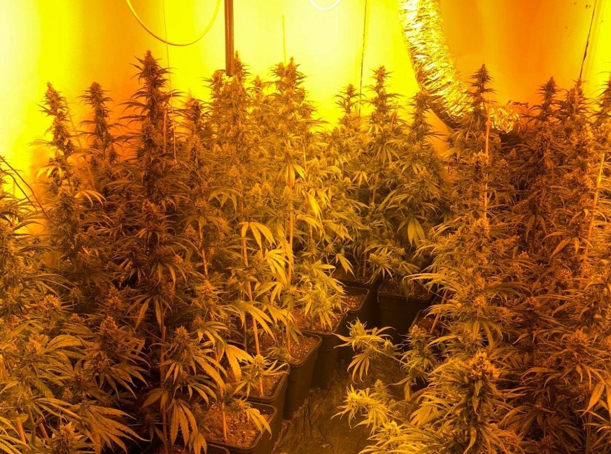 Plantes de marihuana localitzades en un habitatge de Berga.