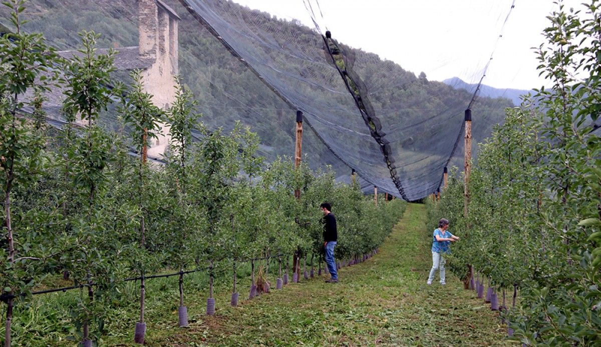 Plantació de pomeres d'alta muntanya al Pallars Sobirà 