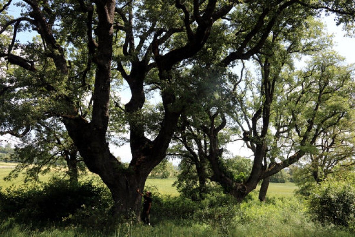 Pla general d'un bosc del Solsonès amb dos roures centenaris i el naturalista David Guixé als peus d'un dels arbres