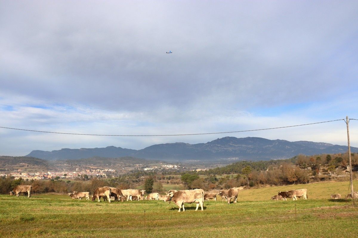 Dron sobrevolant un ramat de vaques a Olvan