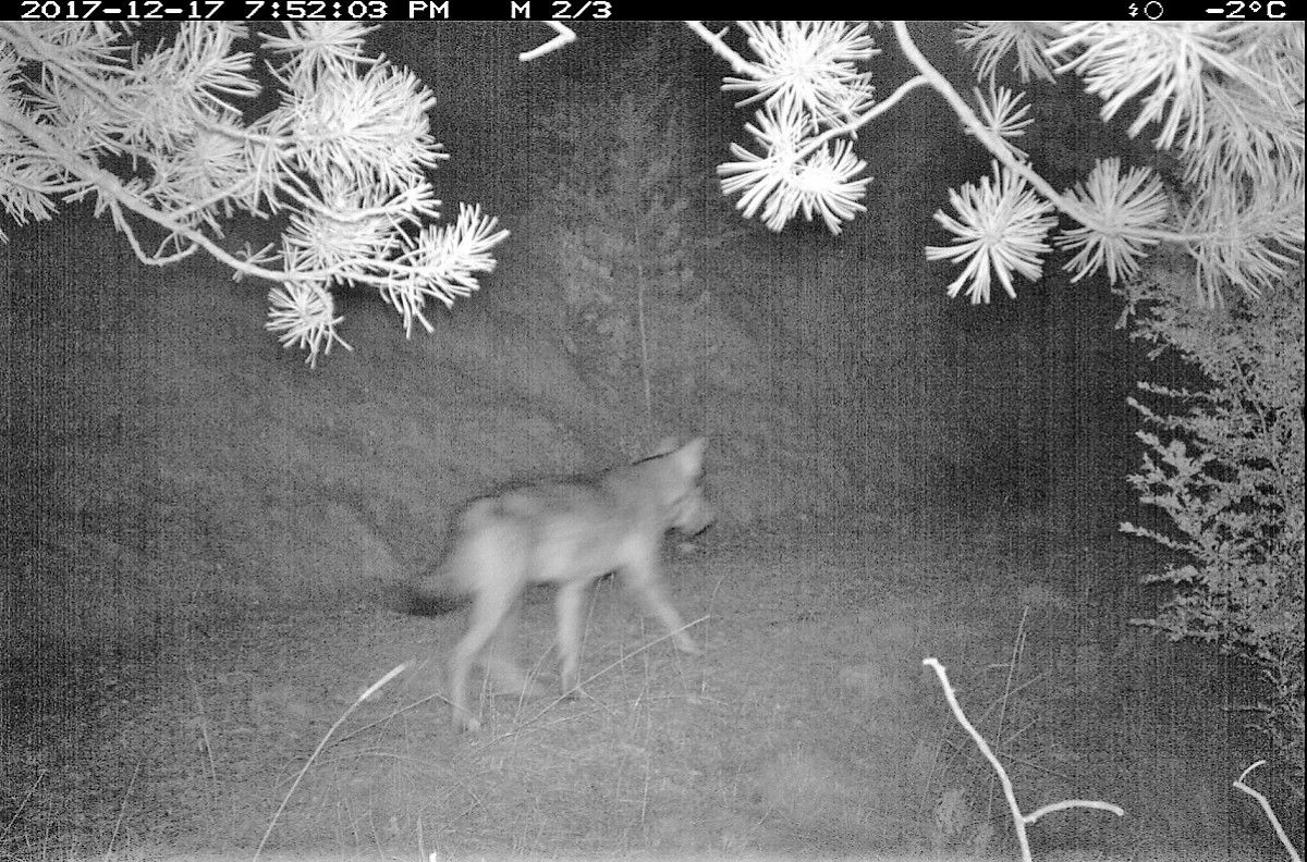 Imatge del llop captada amb les càmeres de fototrampeig al Port del Comte