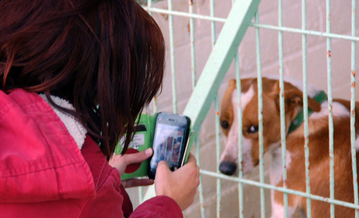 Una persona visitant un dels gossos de la Protectora d'Animals de Berga