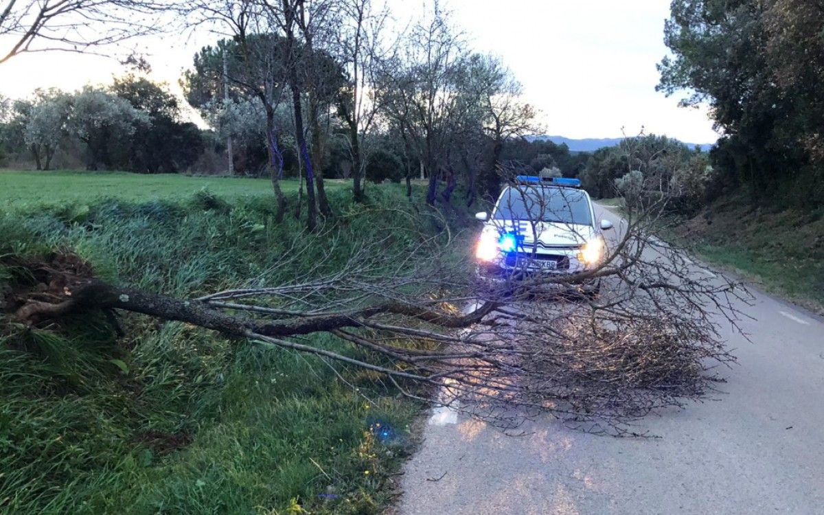 Un arbre caigut avui a Catalunya.