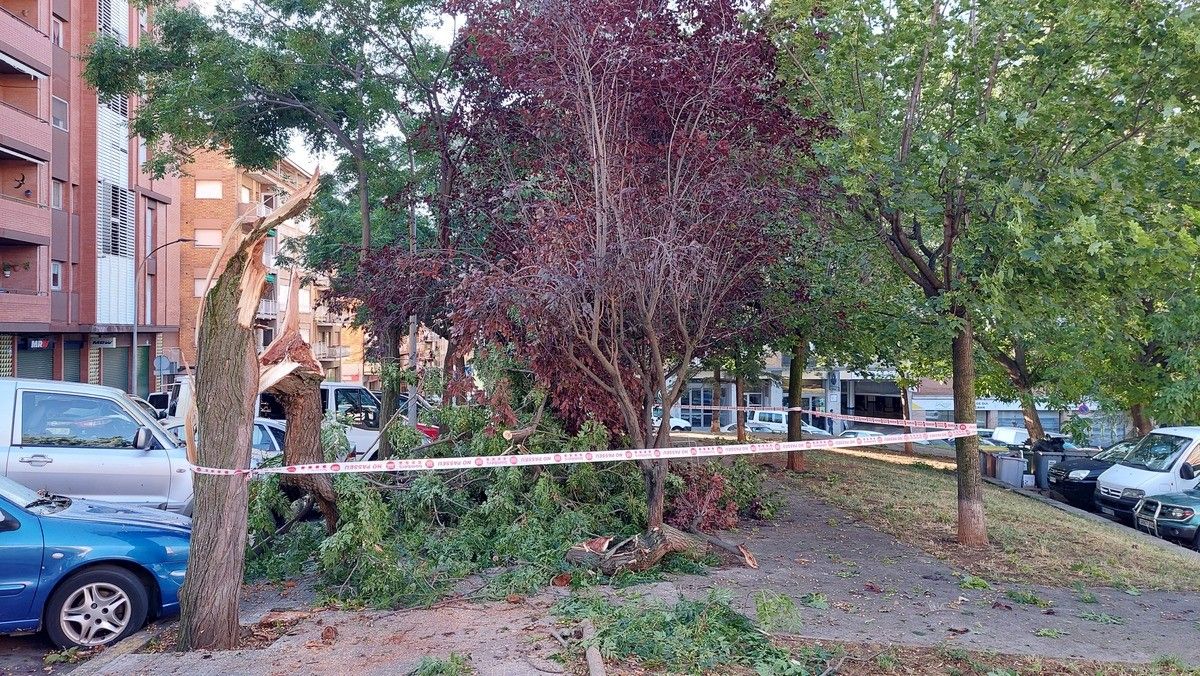 Afectacions a l'arbrat de Berga pel temporal