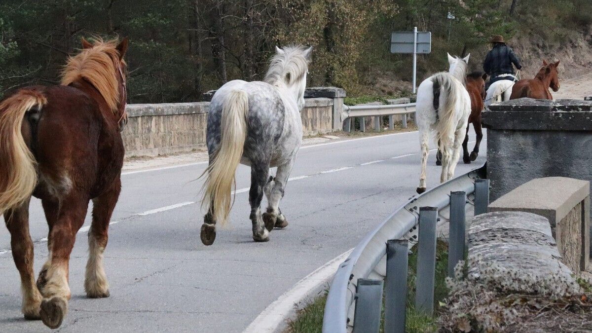 El grup de cavalls que ha fet la transhumància, al seu pas per Vilada