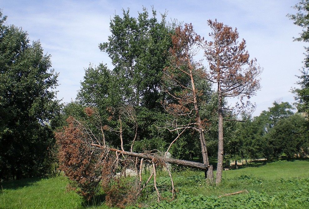 El Pi de les Tres Branques de Folgueroles