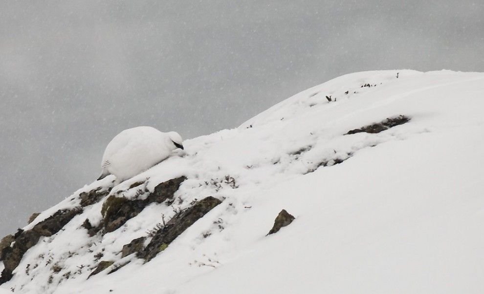 Imatge d'un mascle de perdiu blanca camuflat en la neu