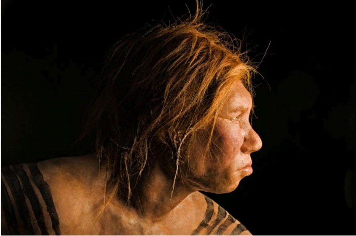 La mostra vol aportar respostes a totes les preguntes relacionades amb els neandertals.