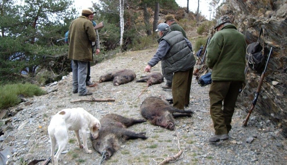 Un grup de caçadors de Llavorsí amb porcs senglars morts en una batuda.