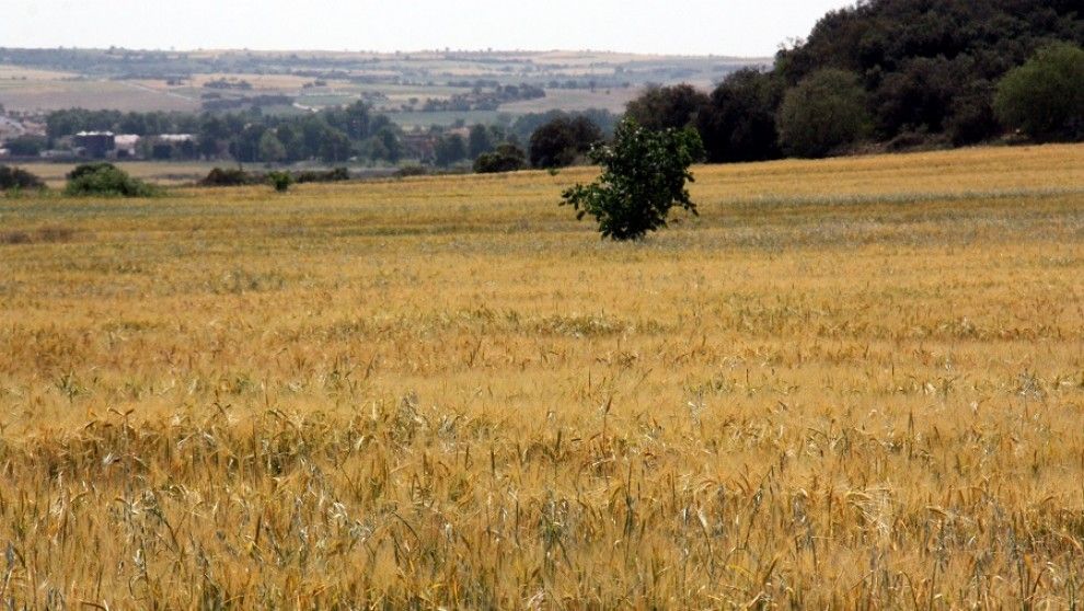 Un camp de cereals afectat per la sequera.