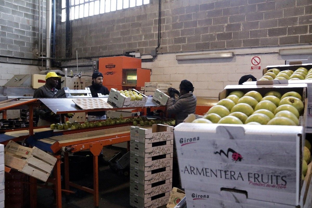 Treballadors envasant pomes.