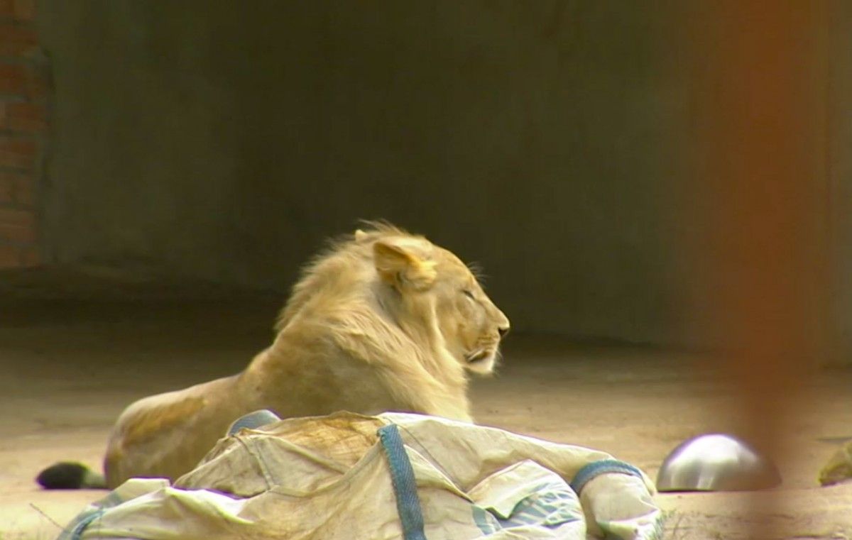 El lleó Simba ja té permís de l'Administració per viure a la finca de na Mada i l'Eloi.