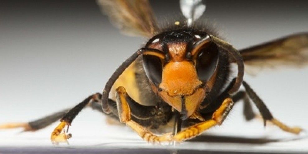 Un exemplar de vespa asiàtica.