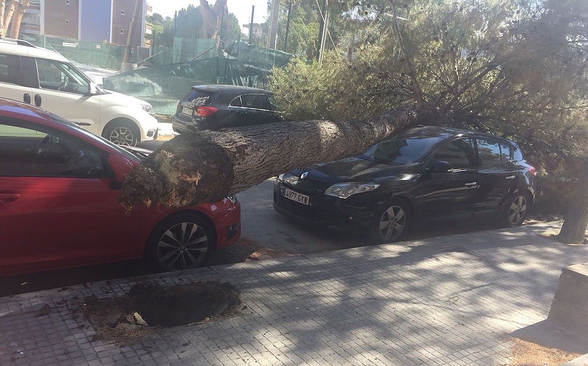 Un arbre caigut a sobre un cotxe, a Salou.