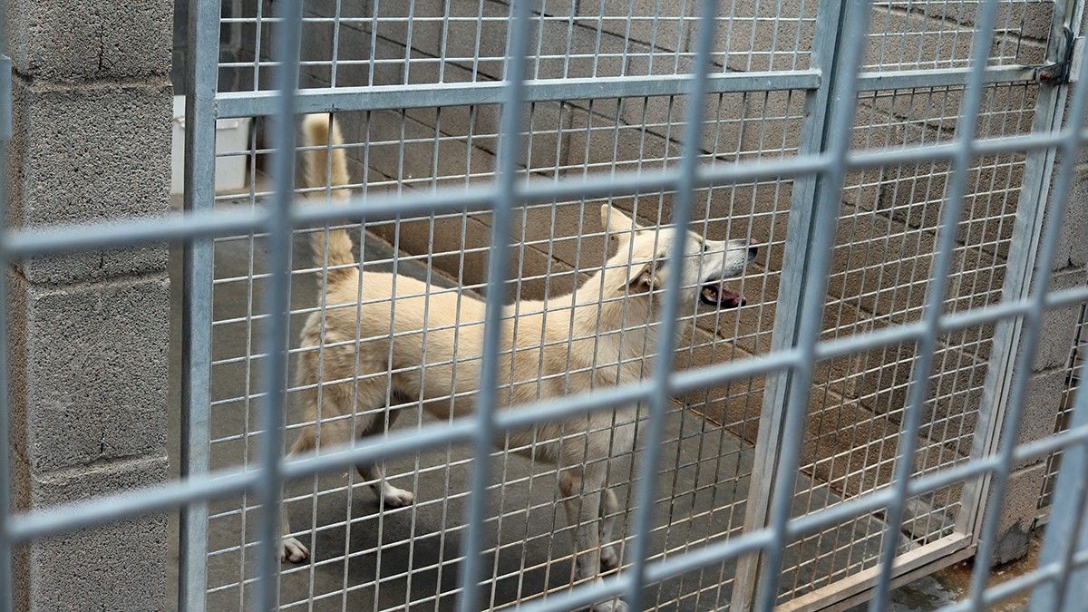 Un gos tancat a una de les gàbies de la gossera comarcal