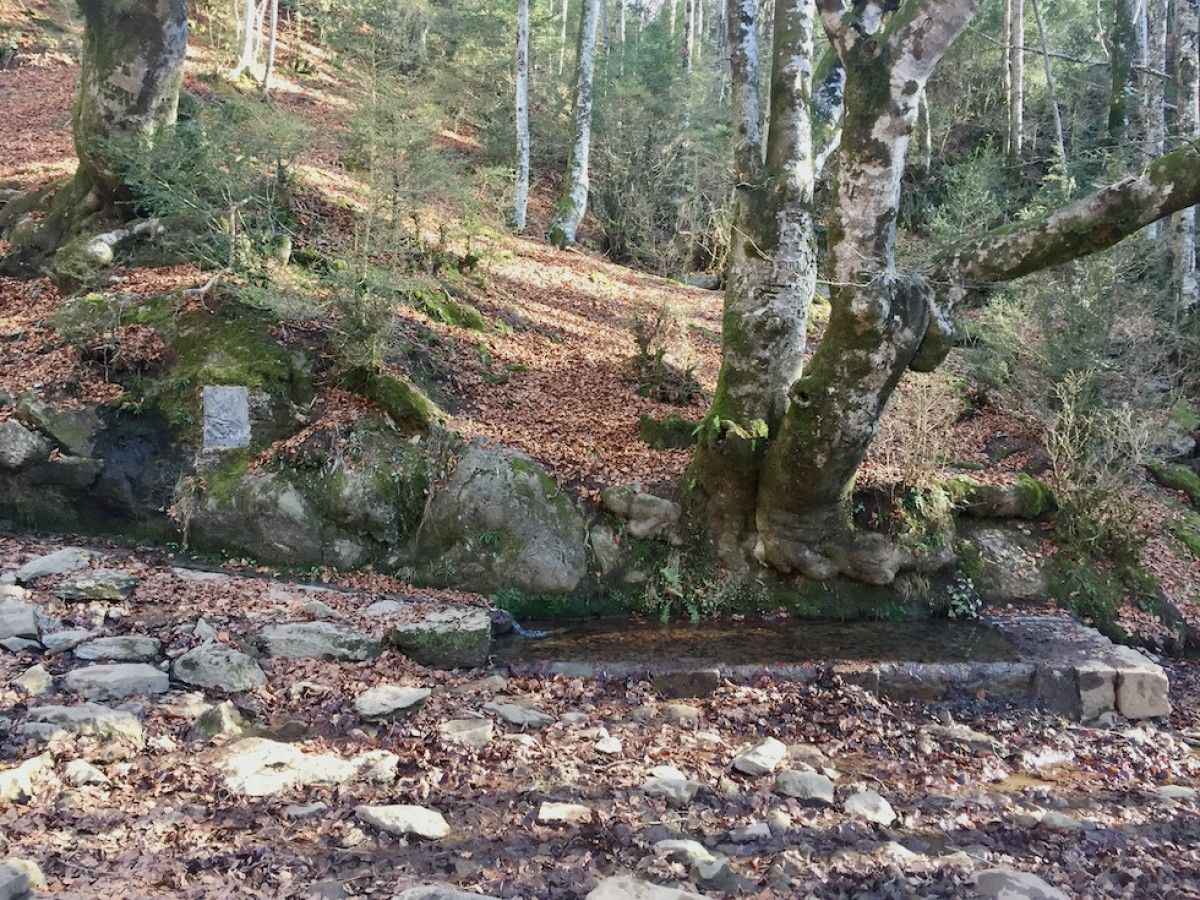 Bosc de faigs vora la font Tornadissa, de camí al Puigsacalm.