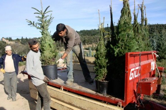 Els productors d'arbres de Nadal preveuen un descens de les vendes d'un 20% aquesta campanya 