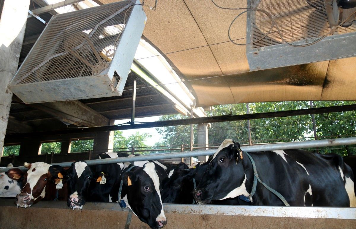 Vaques amb ventiladors i dutxes a la granja Can Feliu de Campllong, aquest 7 d'agost 