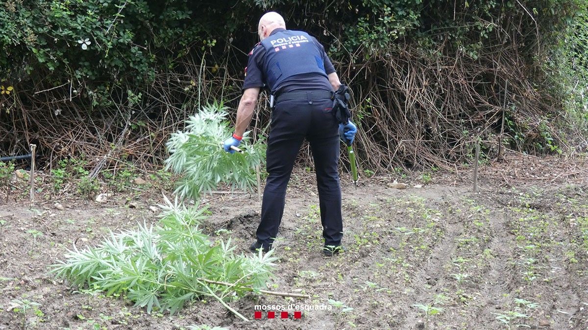 Imatge d'una part de la plantació que hi havia a la casa.