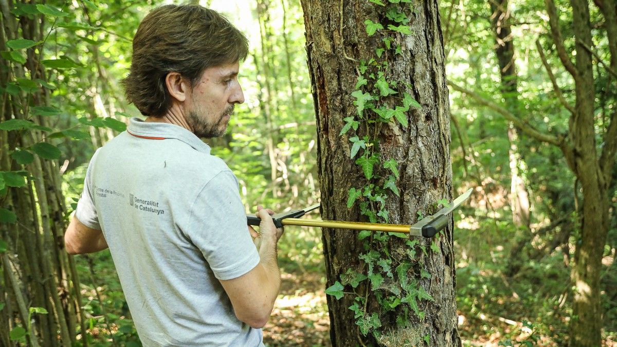 Un tècnic forestal mesurant el diàmetre d'un arbre d'un bosc madur a les Preses