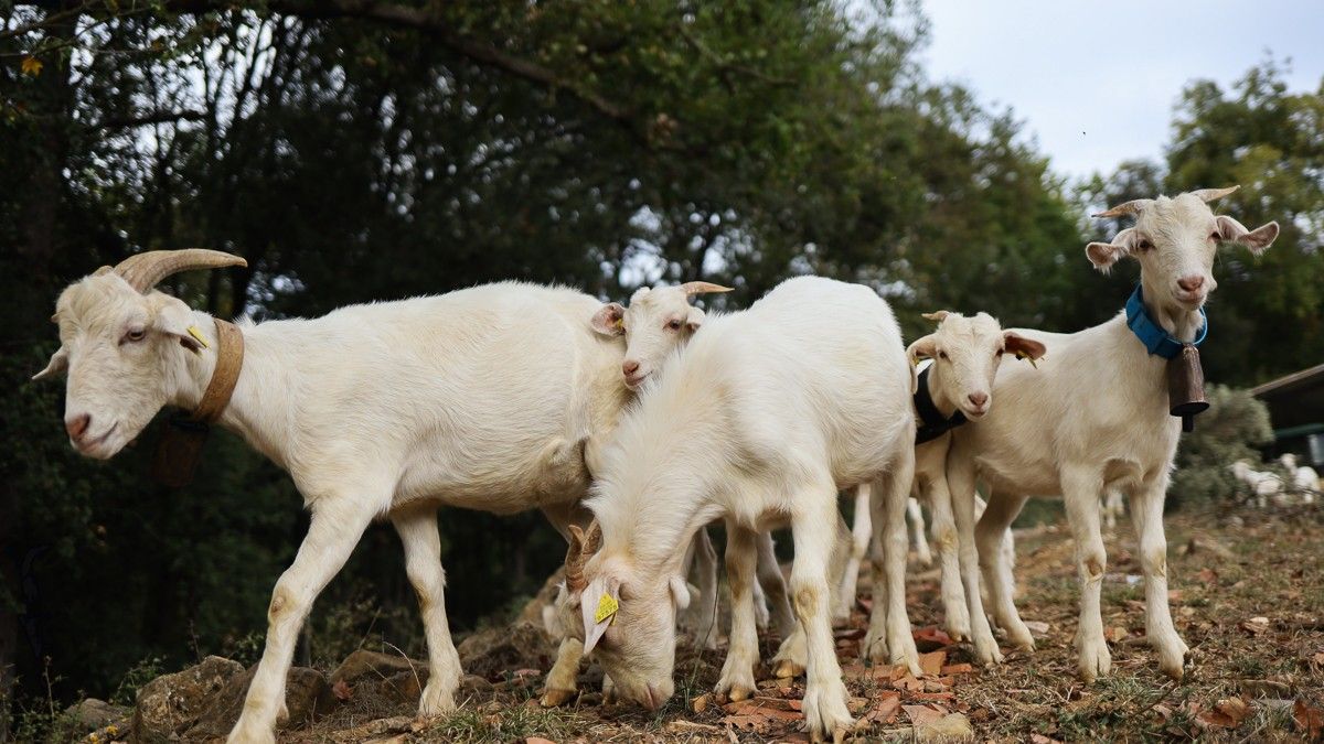 La raça de la cabra catalana, enmig dels boscos de Begudà