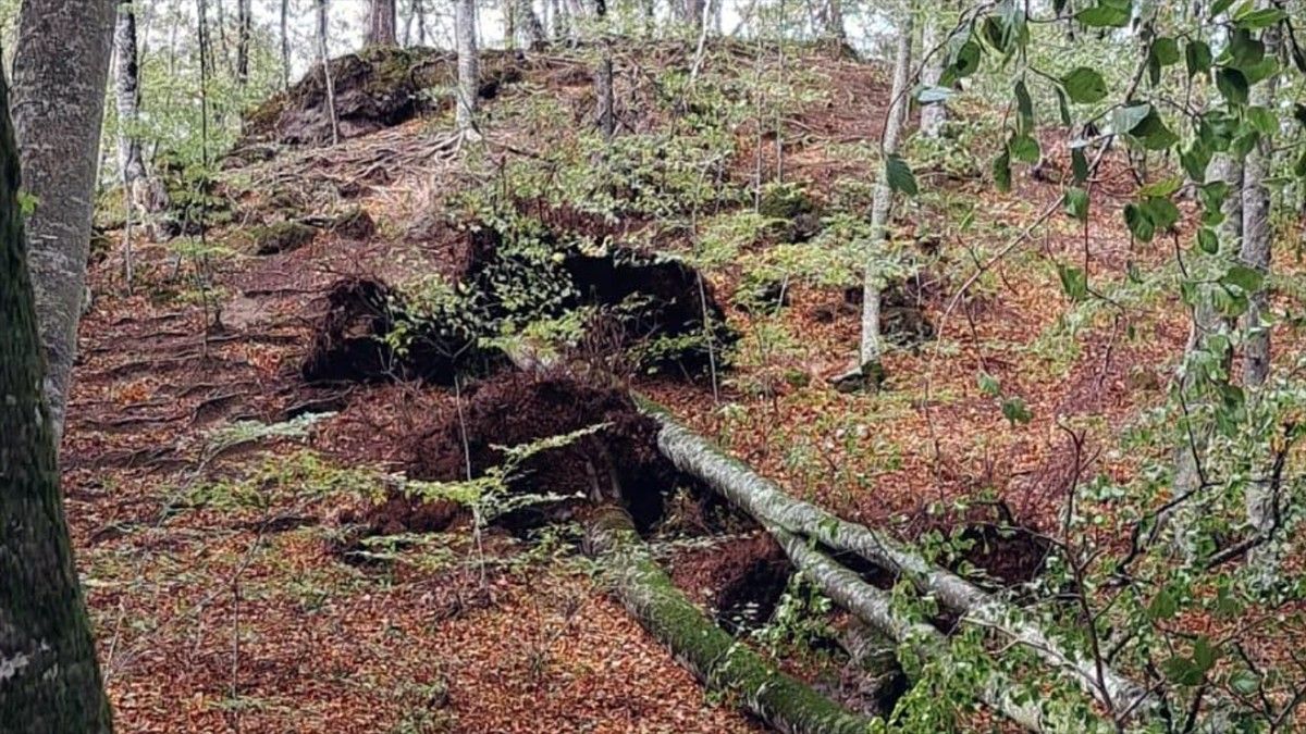 Un arbre caigut a la Fageda d'en Jordà aquest divendres