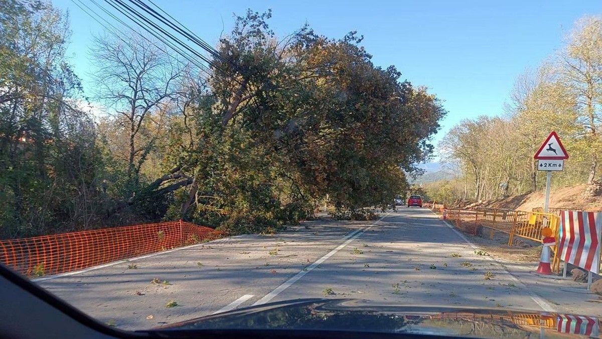 Un arbre caigut a la carretera de Santa Pau