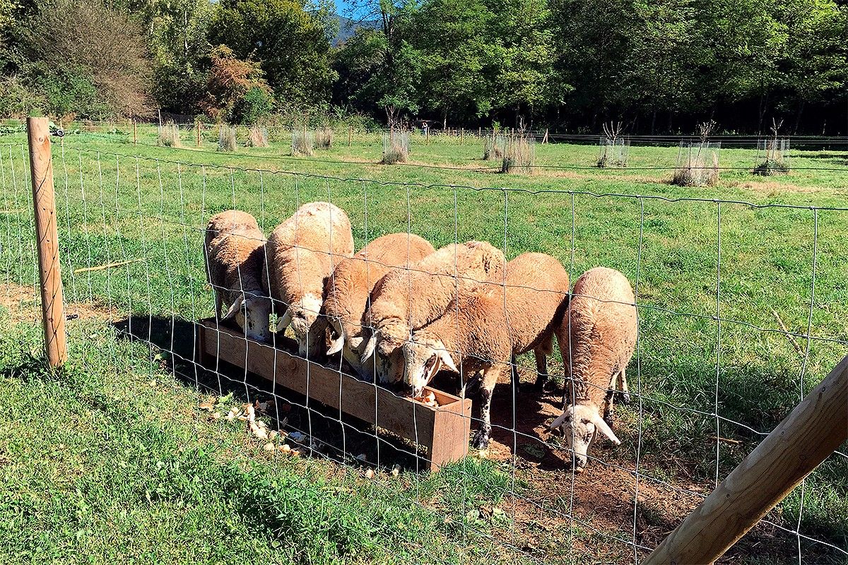 El ramat d'ovella ripollesa