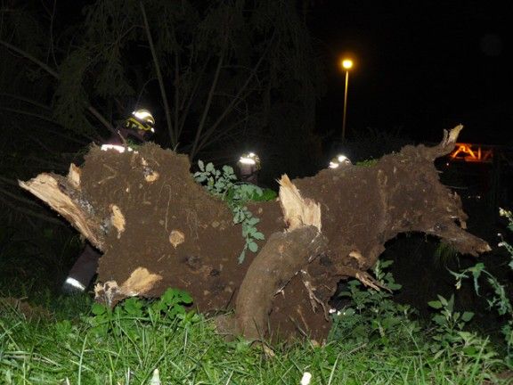 Els Bombers, treballant ahir a la nit en la caiguda d'un arbre a Olot.